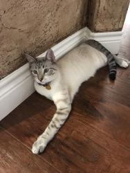 Lost Male Cat last seen Near Carbondale Ct ,Midland,Tx, Midland, TX 79705