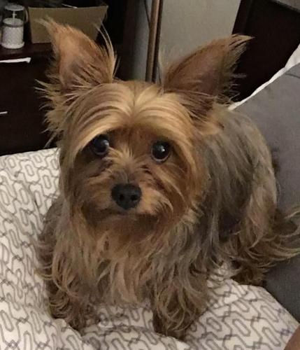 Lost Female Dog last seen Fullerton Rd / Pathfinder , Rowland Heights, CA 91748