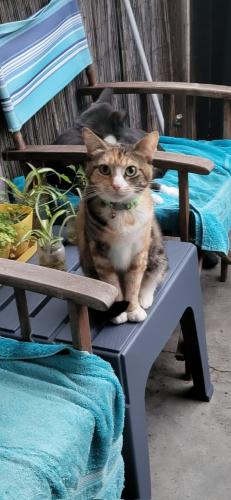 Lost Female Cat last seen Seapoint Street and Palm Street , Huntington Beach, CA 92648