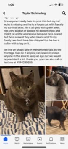 Lost Male Cat last seen Falls pkwy, Menomonee Falls, WI 53051