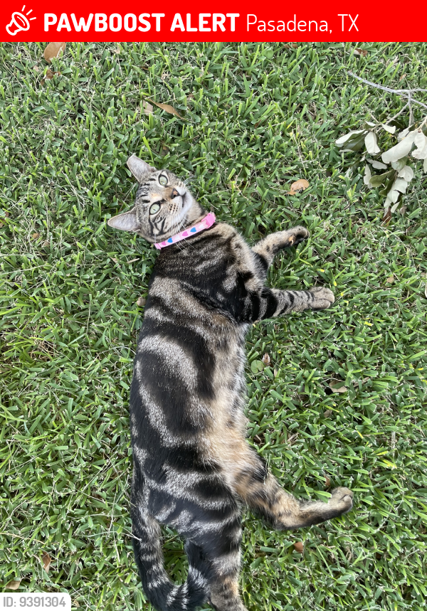 Lost Female Cat last seen Preston and Colombia, Pasadena, TX 77505