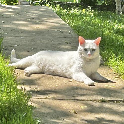 Lost Female Cat last seen Scotland Ave/ Broad St /Norland Ave, Chambersburg, PA 17201