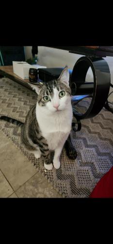 Lost Male Cat last seen Surrey Ln & Skyline Rd, San Tan Valley, AZ 85140