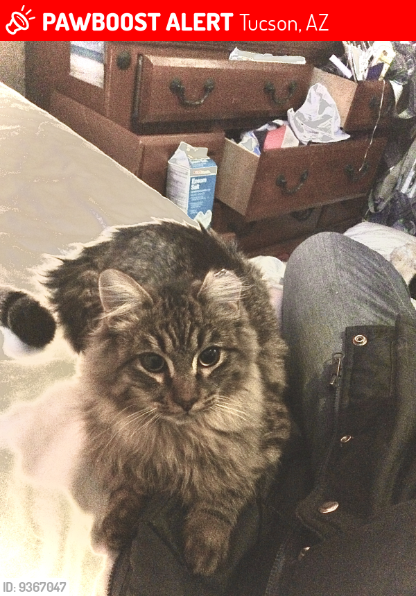Lost Male Cat last seen Lee and Forgeus, Tucson, AZ 85716