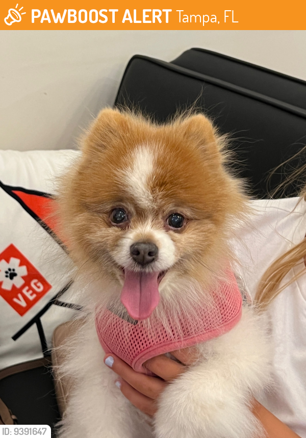 Found/Stray Male Dog last seen Bayshore Ave & Stovall street , Tampa, FL 33611