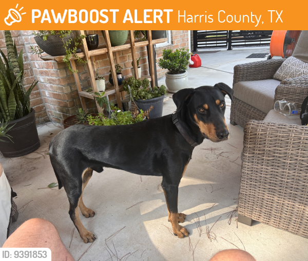 Found/Stray Male Dog last seen Terranova West, Harris County, TX 77379