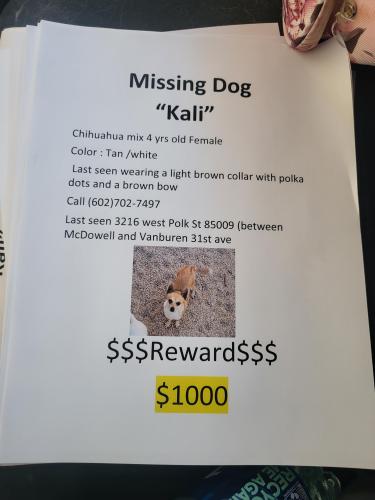 Lost Female Dog last seen 31st ave Vanburen /roosevelt , Phoenix, AZ 85009