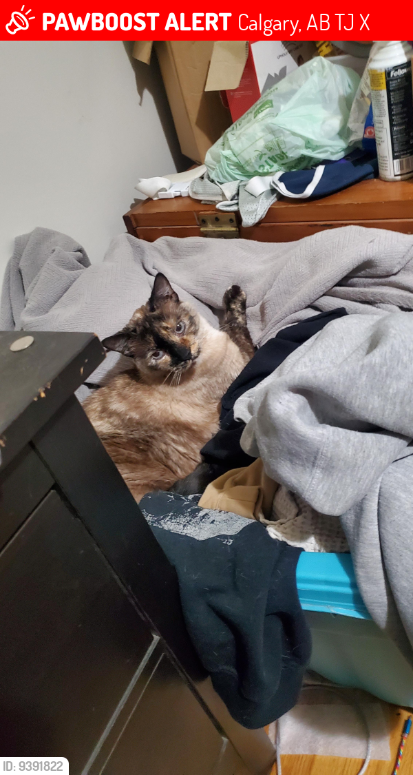 Calgary, AB Lost Female Cat, Luna Is Missing | PawBoost