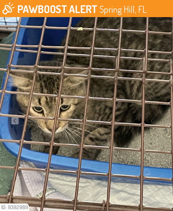 Found/Stray Cat in Spring Hill, FL 34606 (ID 9392989) PawBoost