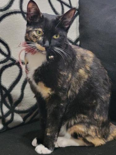 Lost Female Cat last seen Maple avenu Rockville, Rockville, MD 20851