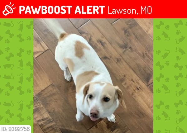 Lost Female Dog last seen Tri-County and Myers roads, Lawson, MO 64062
