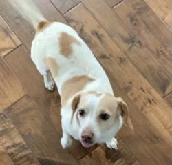 Lost Female Dog last seen Tri-County and Myers roads, Lawson, MO 64062