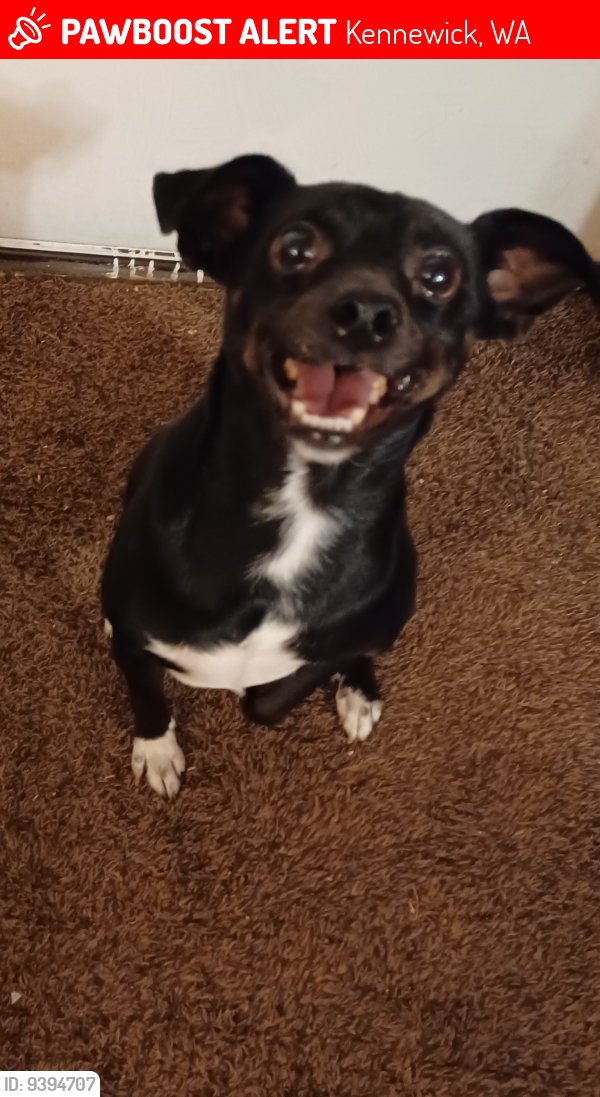 Lost Male Dog last seen S Reed St and Kennewick Ave, Kennewick, WA 99336