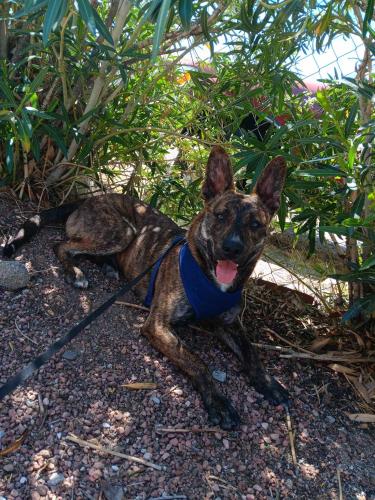 Lost Male Dog last seen Ironwood desert hot springs , Desert Hot Springs, CA 92240