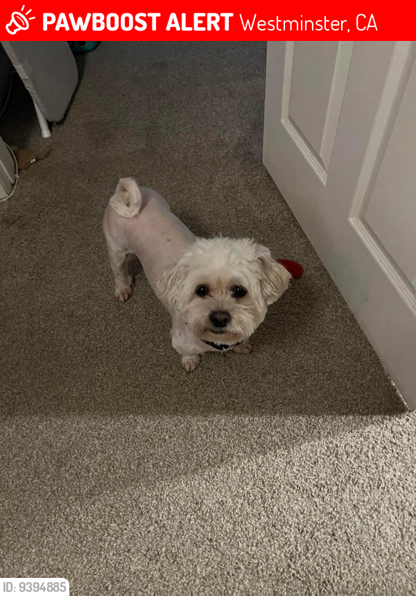 Westminster, CA Lost Male Dog, Alfie Is Missing PawBoost