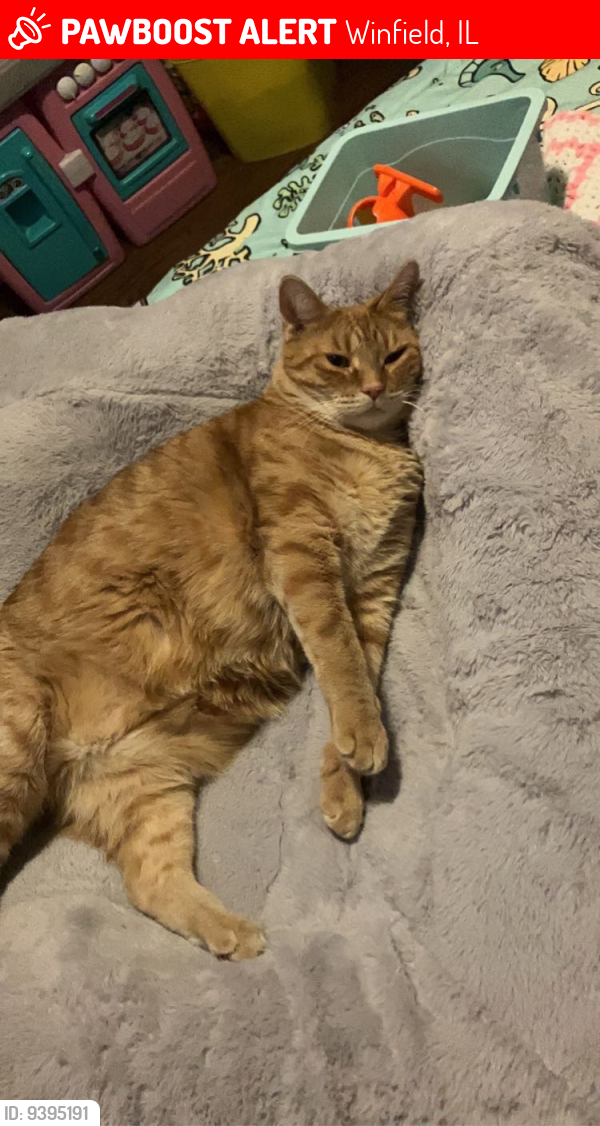 Lost Male Cat last seen Harrison and Leonard, Winfield, IL 60190