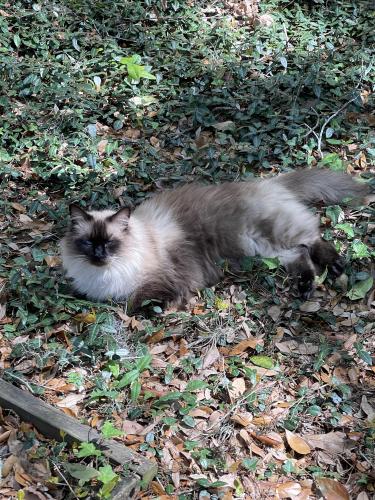 Lost Male Cat last seen NW 32nd Street and NW 41st Avenue , Gainesville, FL 32605