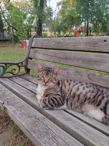 Lost Male Cat last seen White avenue and largent , Lufkin, TX 75904