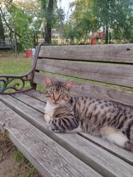 Lost Male Cat last seen White avenue and largent , Lufkin, TX 75904