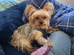 Lost Female Dog last seen Sapp Brothers truck stop Commerce City CO, Commerce City, CO 80022
