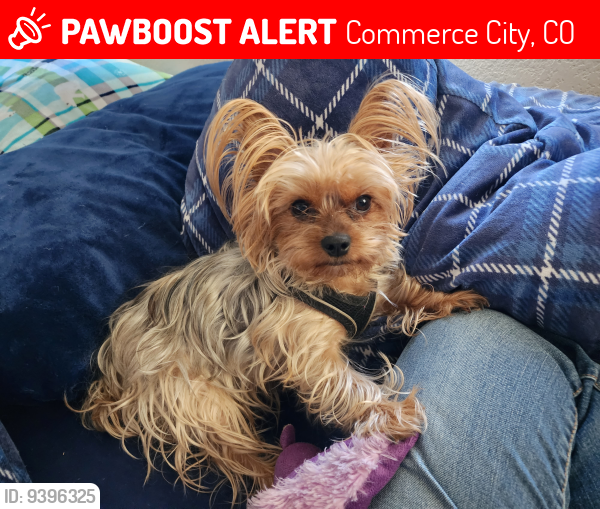 Lost Female Dog last seen Sapp Brothers truck stop Commerce City CO, Commerce City, CO 80022