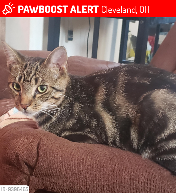 Lost Male Cat last seen West 117th and 118th St, Cleveland, OH 44111