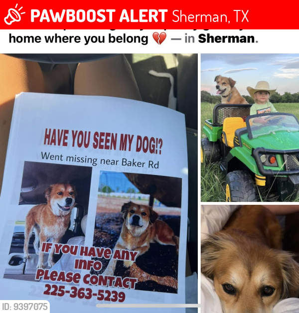 Lost Female Dog last seen Near Interstate 82, Sherman, TX 75090