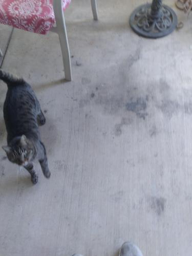 Lost Female Cat last seen  Palomar,  Esretlla, San Jacinto, CA 92582