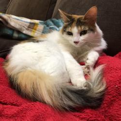 Lost Female Cat last seen 208th street East , Spanaway, WA 98387