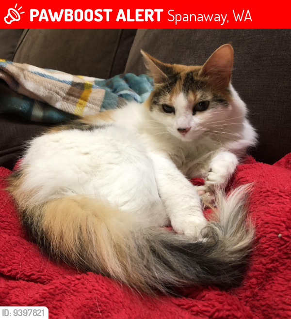 Lost Female Cat last seen 208th street East , Spanaway, WA 98387