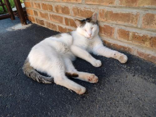 Lost Male Cat last seen 174th Place & Odell Avenue, Tinley Park, IL 60477