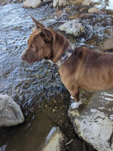 Lost Male Dog last seen El Dorado & March Lane Stockton, CA, Stockton, CA 95207