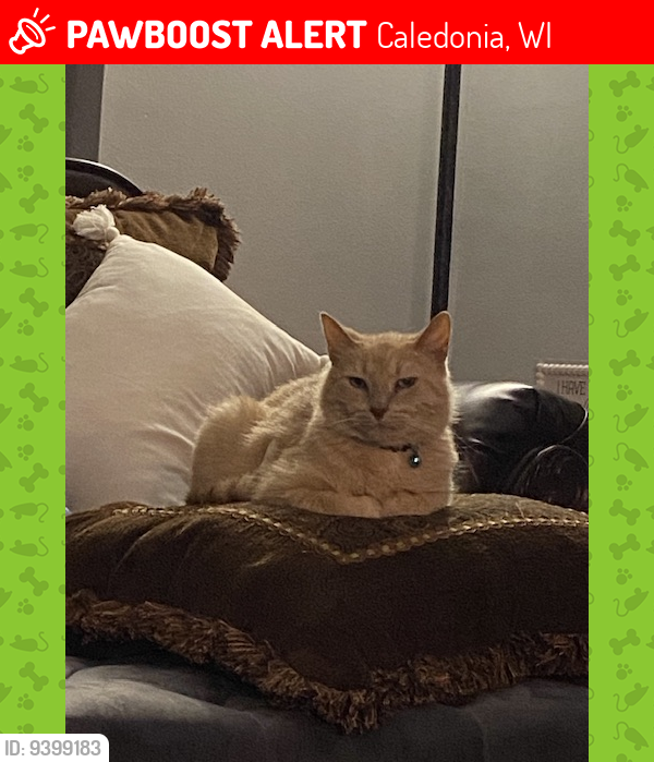 Lost Male Cat last seen 6 mile road south of Bobolink Road , Caledonia, WI 53402