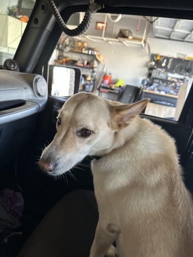Lost Female Dog last seen Chandler Heights & Higley, Gilbert, AZ 85298