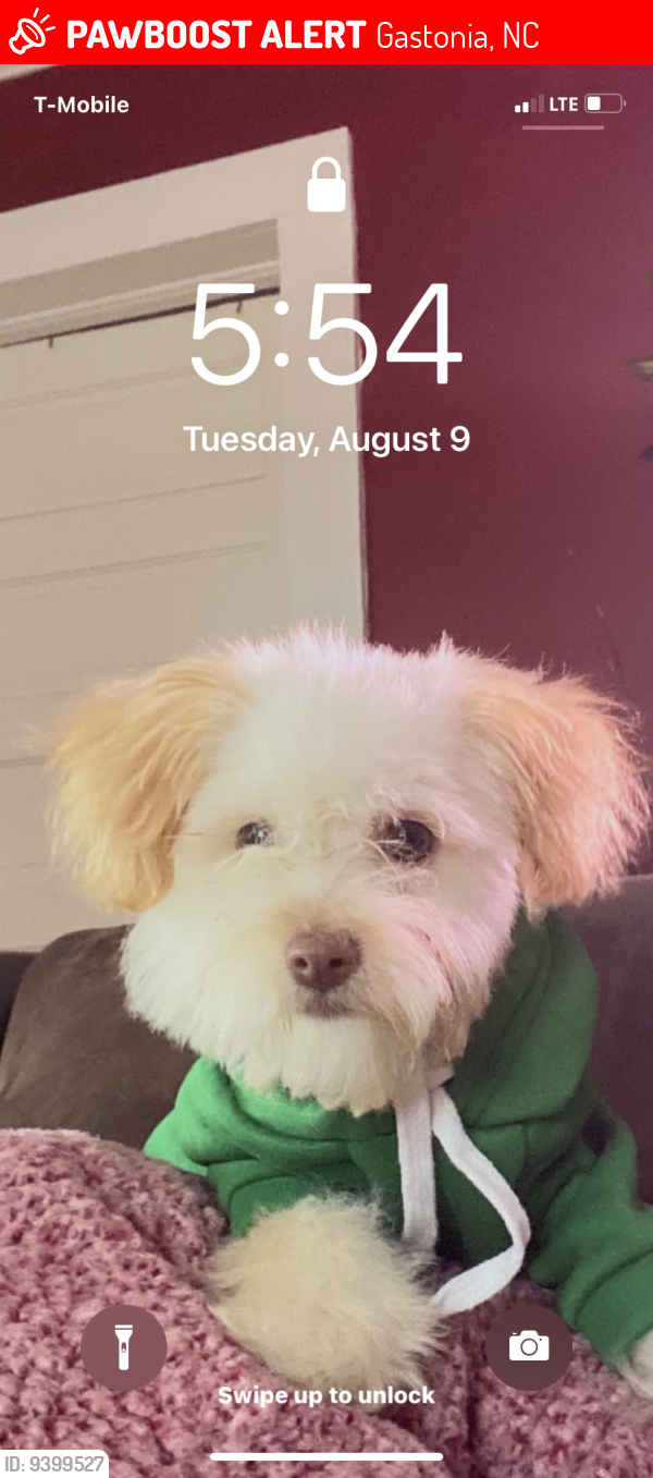 Lost Male Dog in Gastonia, NC 28052 Named Marley (ID 9399527) PawBoost