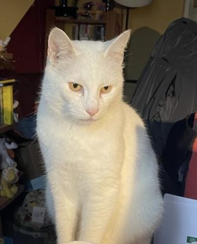 Lost Male Cat last seen Avocet Way, Langford Village, Bicester, Oxfordshire, England OX26