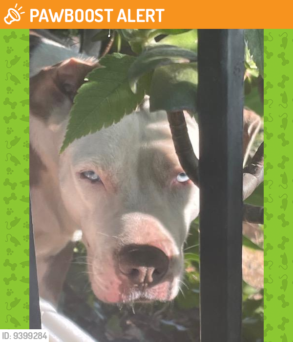 Rowland Heights, CA Stray Female Dog Found Near Fullerton and Sunrise