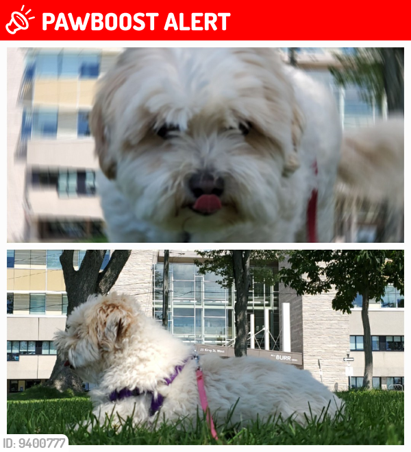 Lost Female Dog last seen Country Rd 44 and McGovern Rd, East , North Grenville, ON K0G 1J0