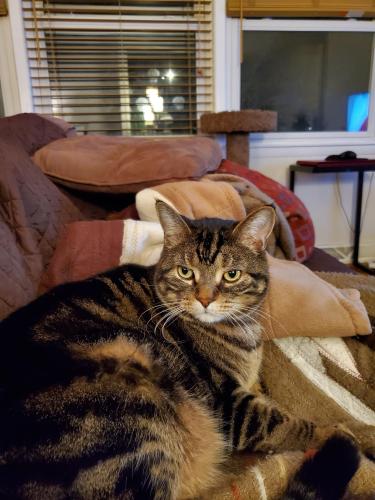 Lost Male Cat last seen Cardinal, Clyde, Olympia, Naperville, IL 60540
