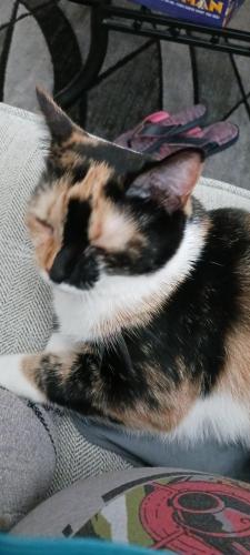 Lost Female Cat last seen Bathurst Dr, Charlotte, NC 28227