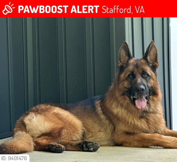 Lost Male Dog last seen Stafford , Stafford, VA 22556