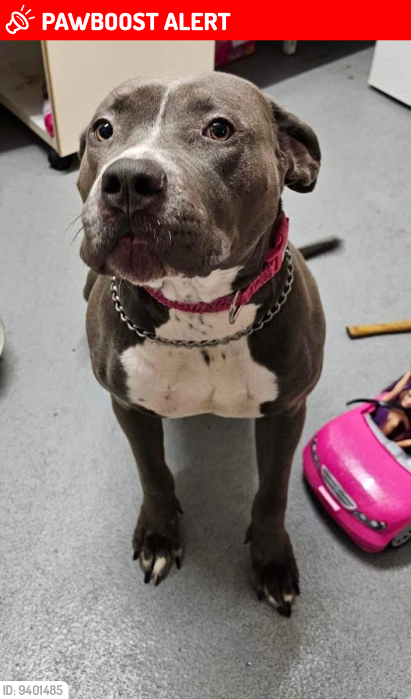 Lost Female Dog last seen Highams park, London Borough of Waltham Forest, England 