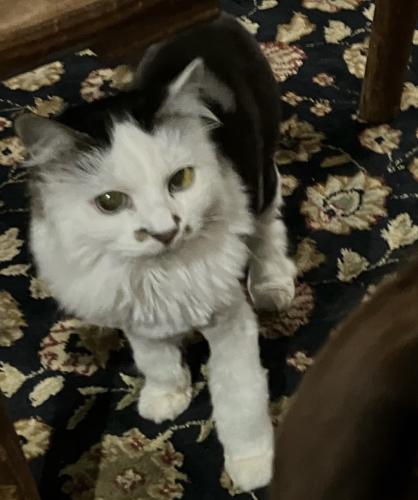 Lost Female Cat last seen Orchard hills neighborhood, Darnestown, MD 20878