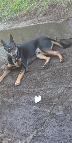 Lost Male Dog last seen Near santos , San Francisco, CA 94134