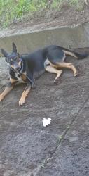 Lost Male Dog last seen Near santos, San Francisco, CA 94134