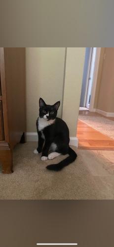Lost Male Cat last seen Niles Blvd and Mowry near Leaf Garden and Mission Valley Vet, Alameda County, CA 94538