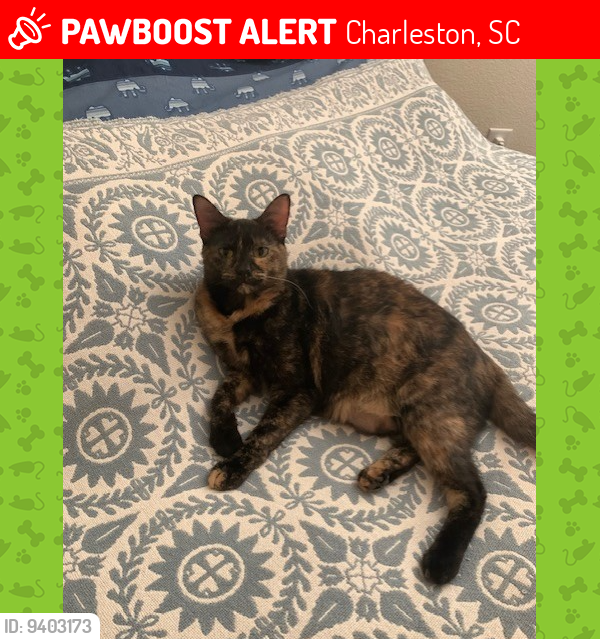 Lost Female Cat last seen George L Griffith Blvd, Charleston, SC 29412