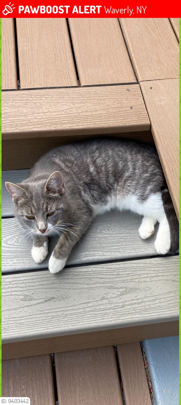 Lost Female Cat last seen Greenridge Dr and Walker Hill Road, Waverly, NY 14892