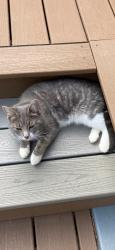 Lost Female Cat last seen Greenridge Dr and Walker Hill Road, Waverly, NY 14892