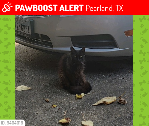 Lost Male Cat last seen Near Independence Park on Liberty, Pearland, TX 77581